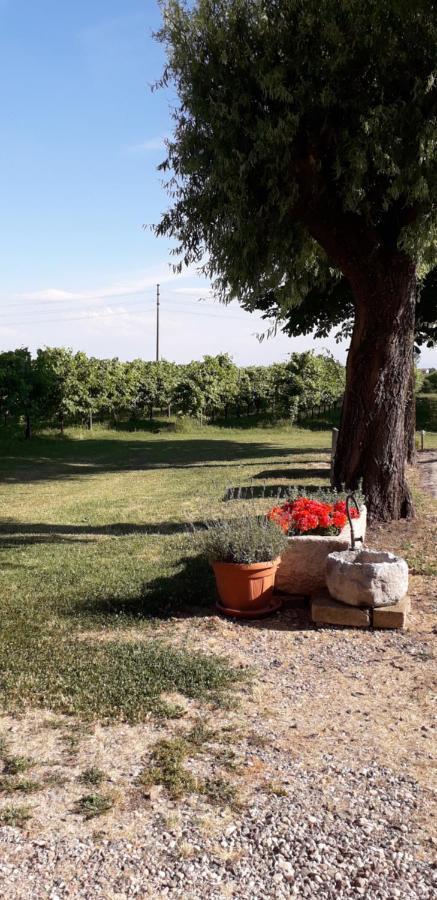 Agriturismo Vitae Fabbrico Dış mekan fotoğraf