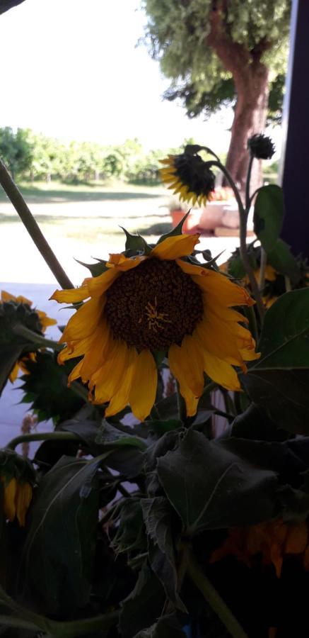 Agriturismo Vitae Fabbrico Dış mekan fotoğraf