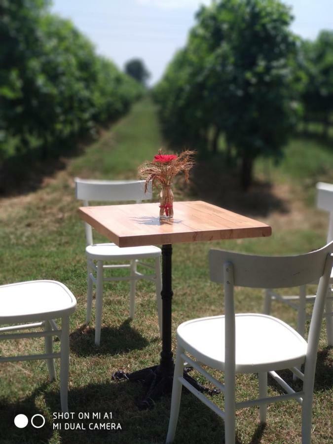 Agriturismo Vitae Fabbrico Dış mekan fotoğraf