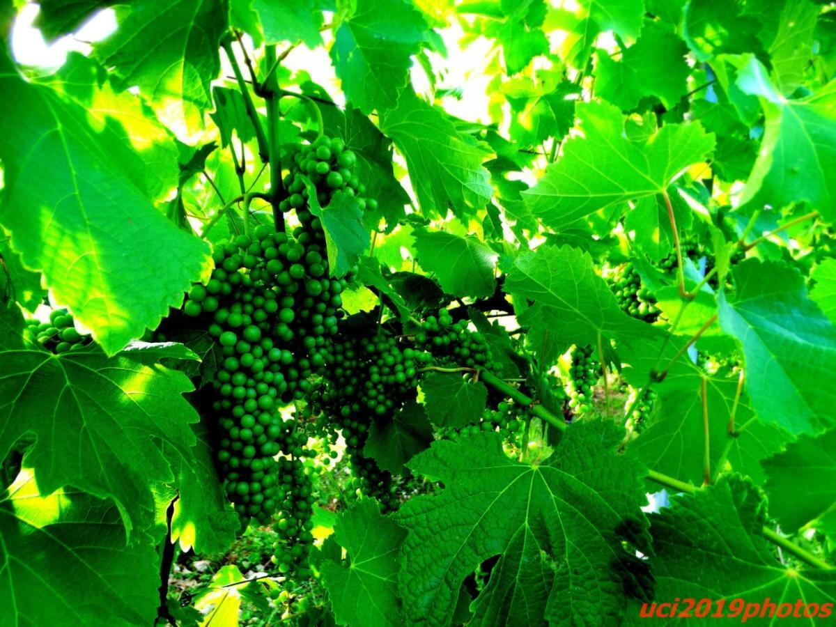 Agriturismo Vitae Fabbrico Dış mekan fotoğraf